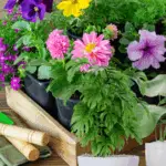 Best Flowering Plants for Florida Landscaping: Top Picks for Vibrant Gardens
