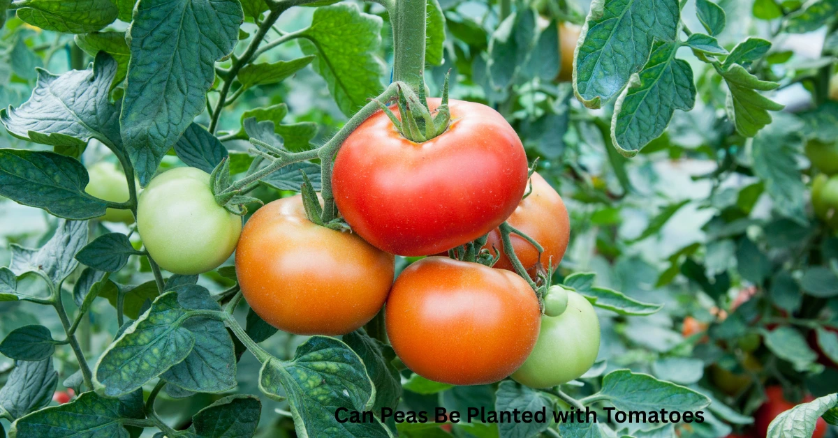 Can Peas Be Planted with Tomatoes