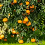 Best Time to Plant Citrus Trees in Florida: Expert Tips for Success