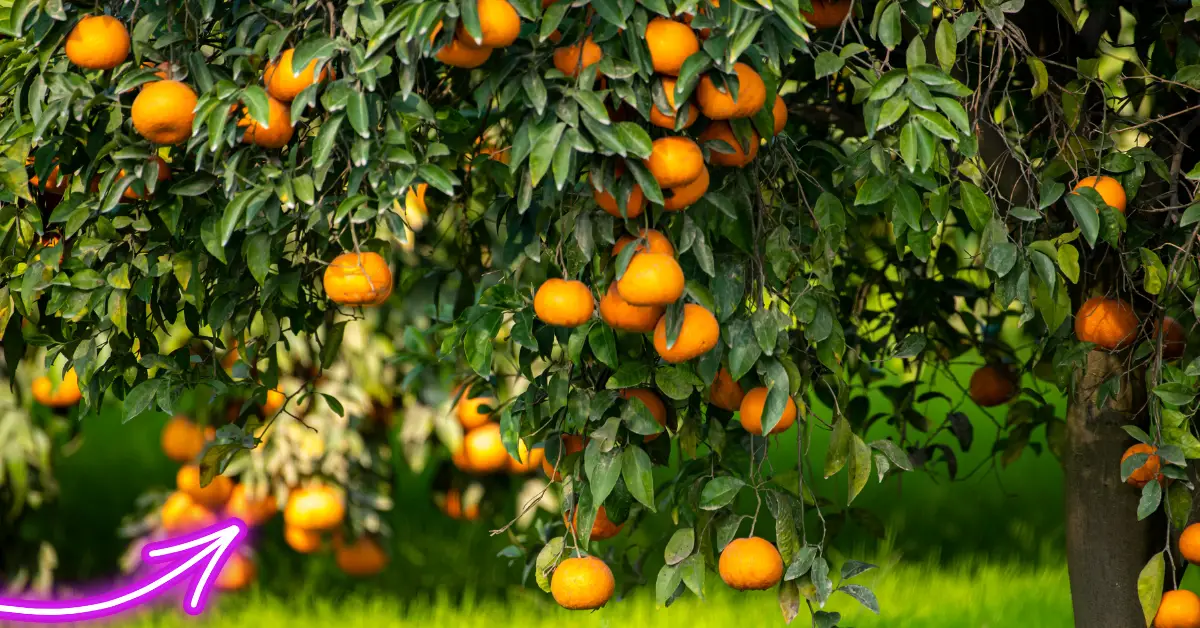 Best Time to Plant Citrus Trees in Florida: Expert Tips for Success