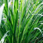 Best Time to Plant Grass in Florida: A Comprehensive Guide