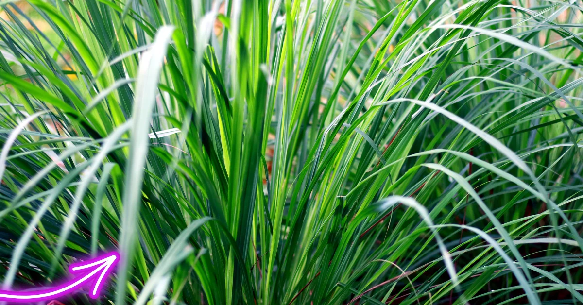 Best Time to Plant Grass in Florida: A Comprehensive Guide