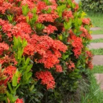 Best Time to Plant Ixora in Florida: A Comprehensive Guide