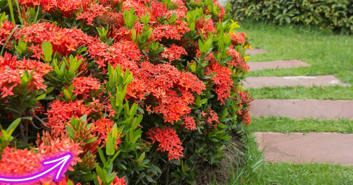 Best Time to Plant Ixora in Florida: A Comprehensive Guide