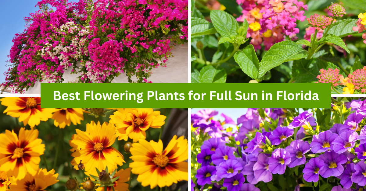 Best Flowering Plants for Full Sun in Florida