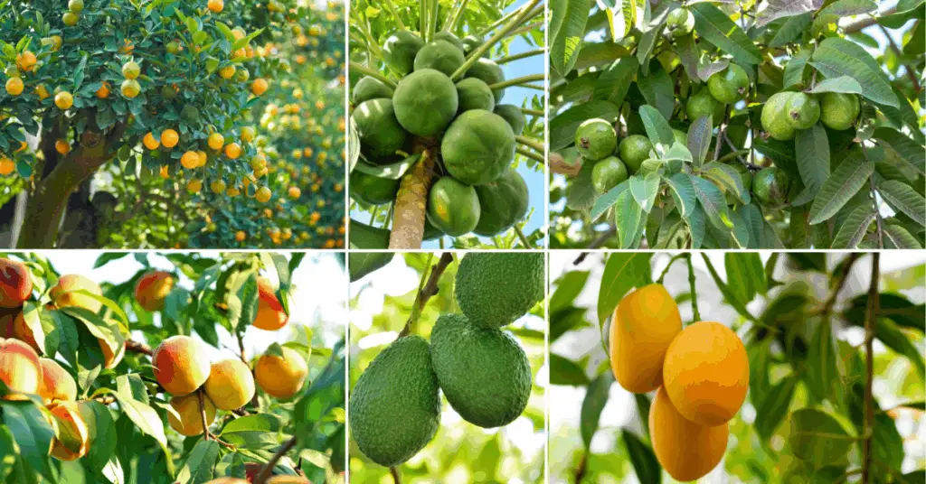 Best Fruits to Grow in Florida