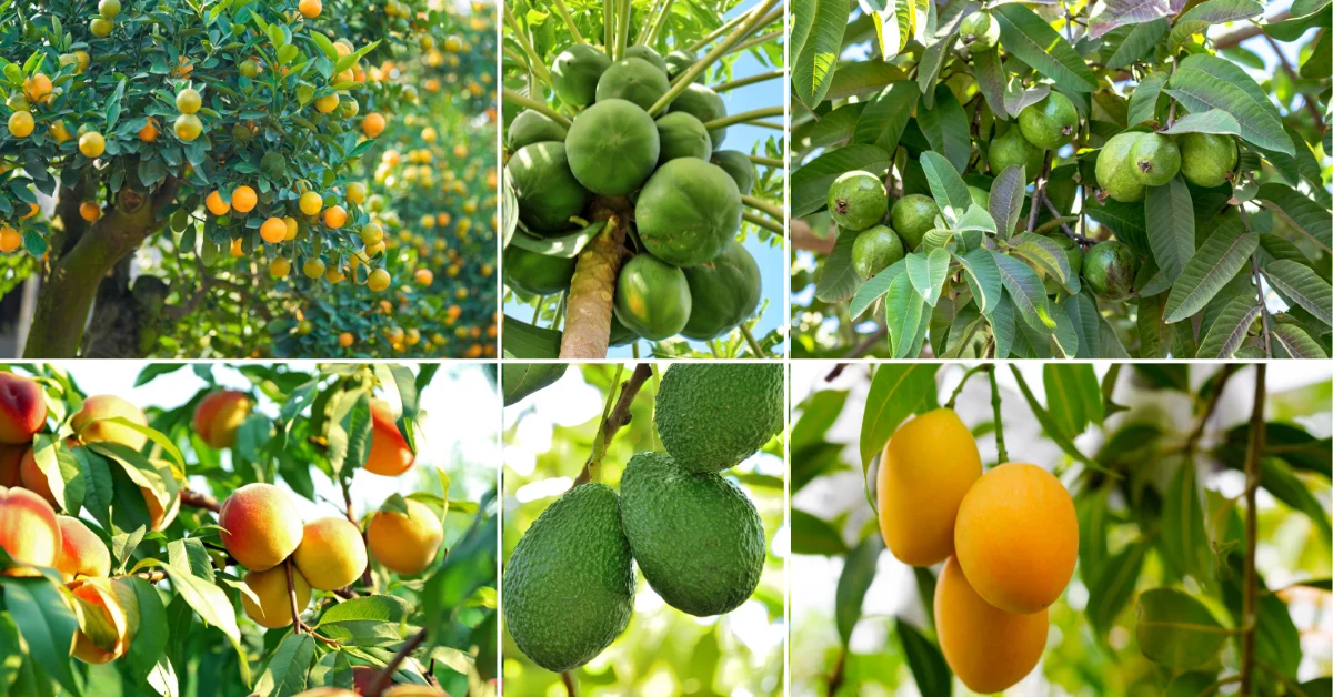 Best Fruits to Grow in Florida
