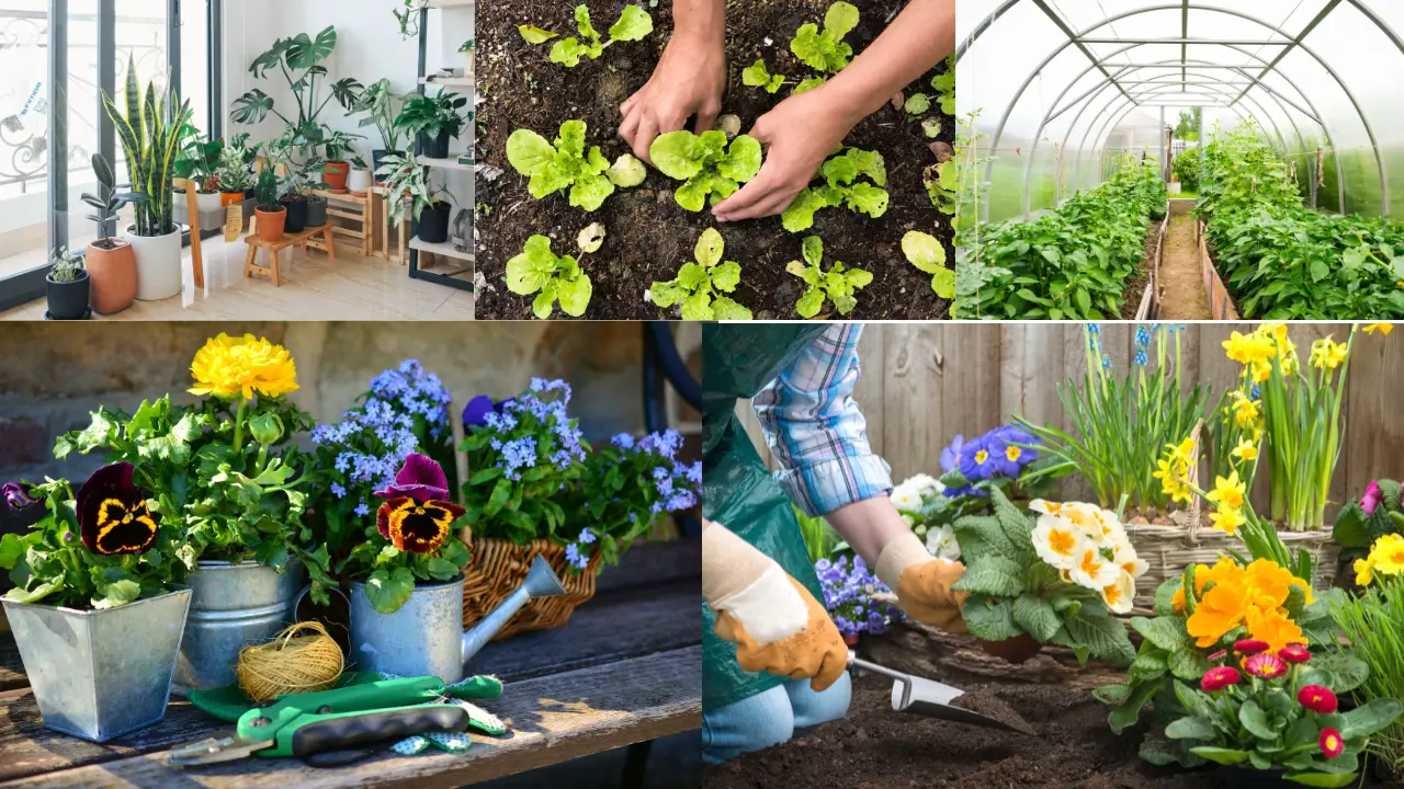 Best Plants to Grow in Florida for Small Planters: Thriving in Heat, Humidity, and Sunshine 2 Best Plants to Grow in Florida for Small Planters