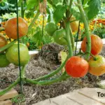 How Late Can You Plant Tomato Plants: A Comprehensive Guide for Gardeners