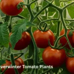 How to Overwinter Tomato Plants: Stunningly Effortless Guide