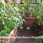 How Many Tomatoes Does a Roma Plant Produce