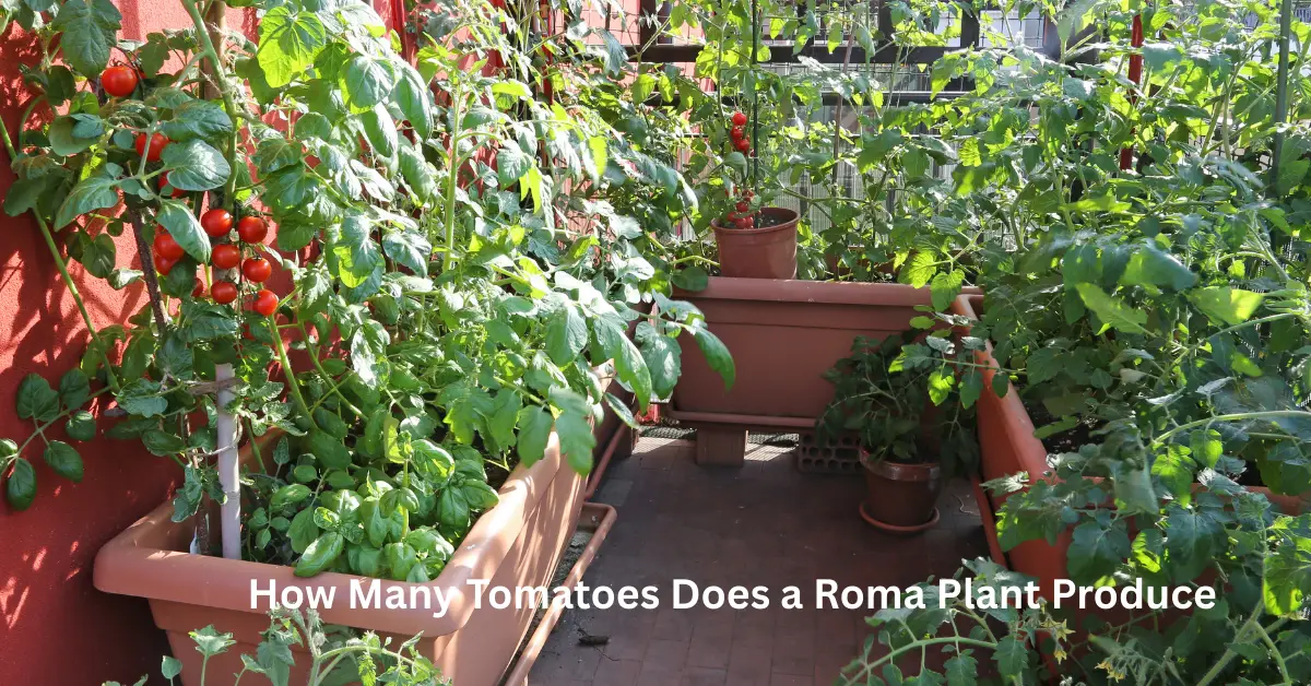 How Many Tomatoes Does a Roma Plant Produce
