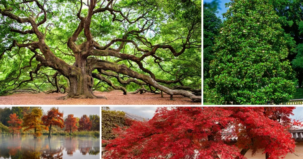 Best Trees in Florida: Stunning & Effortless Choices