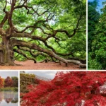 Best Trees in Florida: Stunning & Effortless Choices