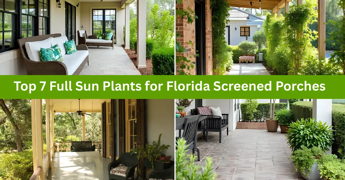 Top 7 Full Sun Plants for Florida Screened Porches – Vibrant & Low-Maintenance Choices