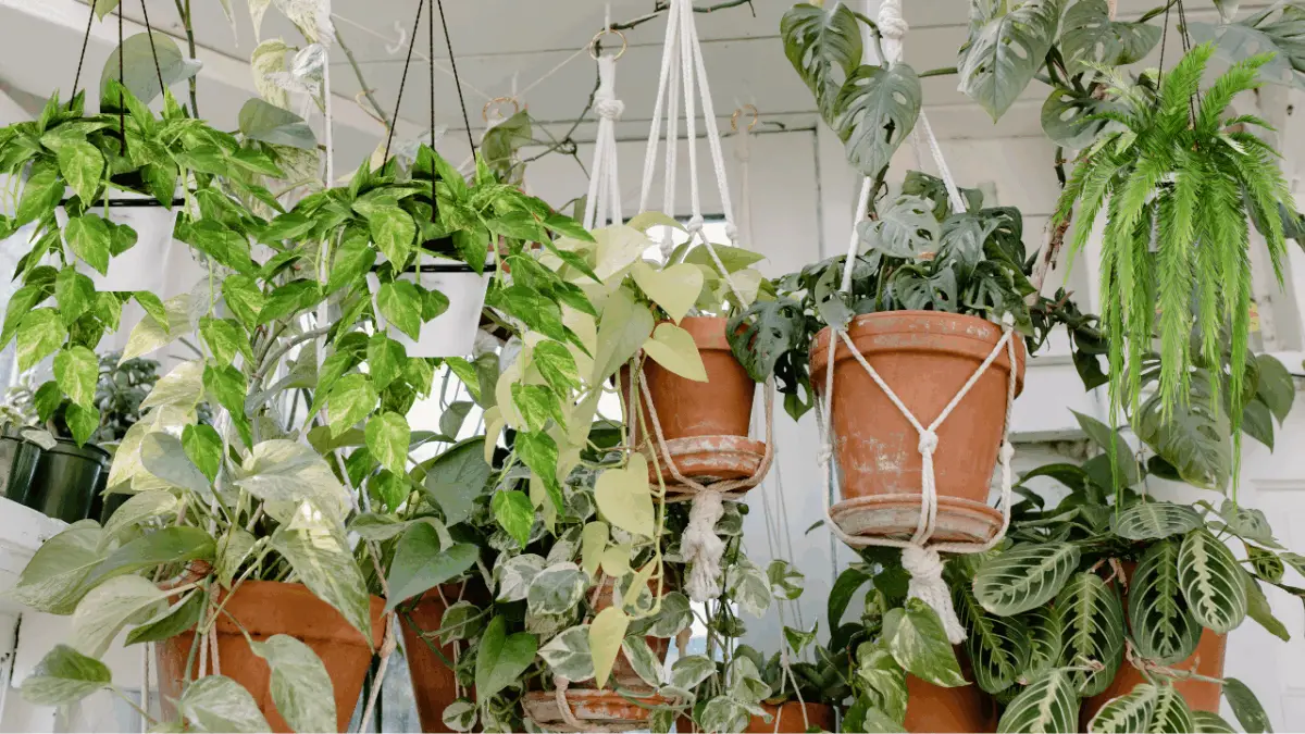 Best Hanging Plants for South Florida: Top Picks for Tropical Climates