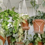 Best Hanging Plants for South Florida: Top Picks for Tropical Climates