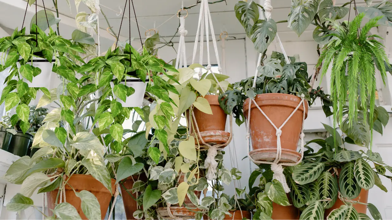 Best Hanging Plants for South Florida: Top Picks for Tropical Climates