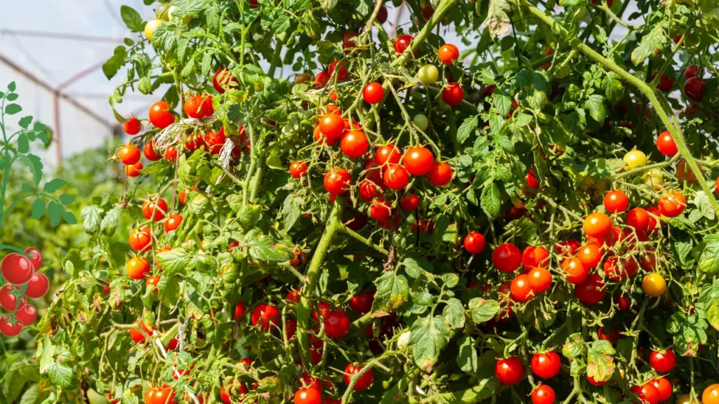 Planting Tomatoes in Texas: Is It Too Late?