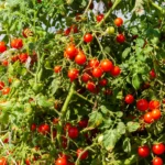 Planting Tomatoes in Texas: Is It Too Late?