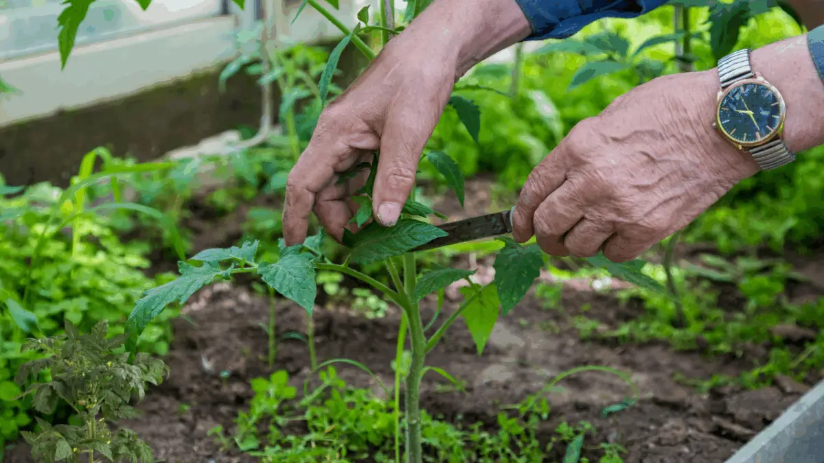 How to Pinch Tomato Plants for a Bountiful Harvest