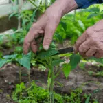 How to Pinch Tomato Plants for a Bountiful Harvest