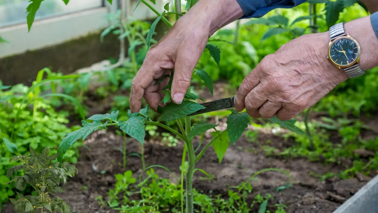 How to Pinch Tomato Plants for a Bountiful Harvest
