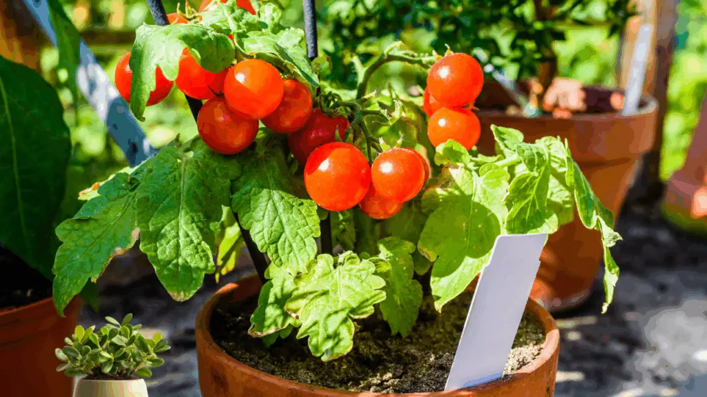 Tomato Plant Pots: Minimum Size for Best Results