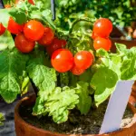 Tomato Plant Pots: Minimum Size for Best Results