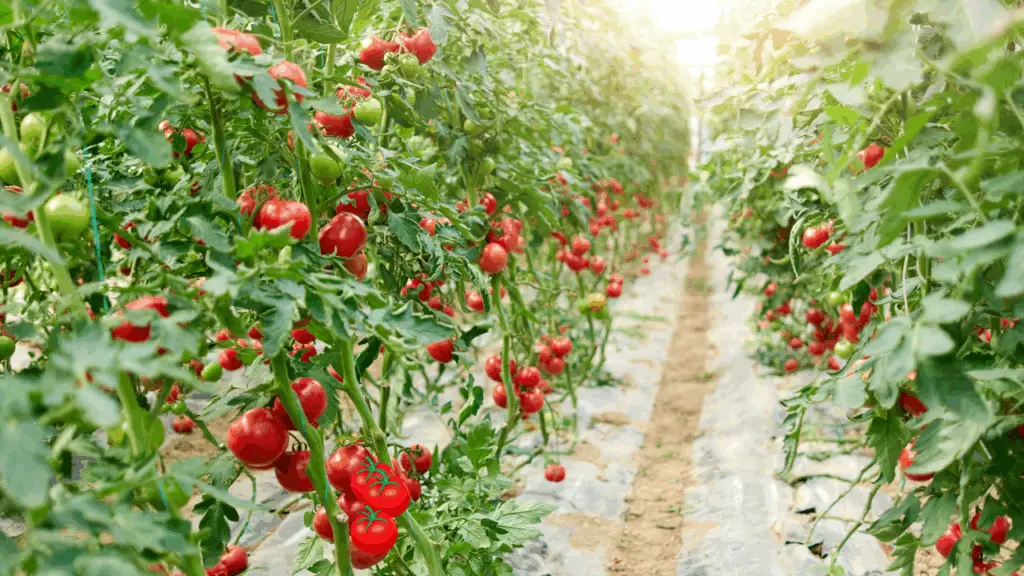 The Tomato That Laughs at Fog: Your Guide to the San Francisco Fog Heirloom