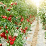 The Tomato That Laughs at Fog: Your Guide to the San Francisco Fog Heirloom