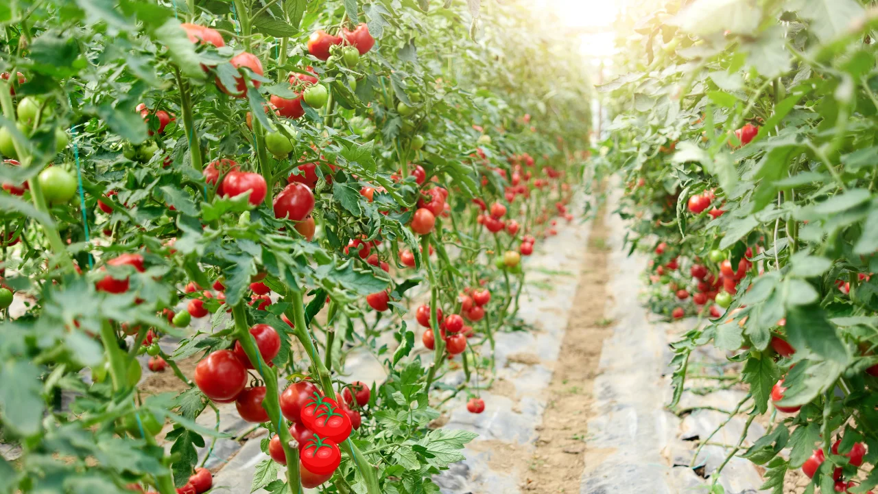 The Tomato That Laughs at Fog: Your Guide to the San Francisco Fog Heirloom