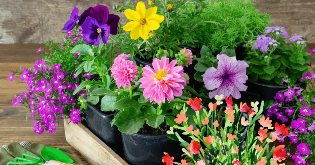 Best Flowers to Plant in Florida’s Unique Climate: Heat