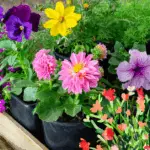 Best Flowers to Plant in Florida’s Unique Climate: Heat