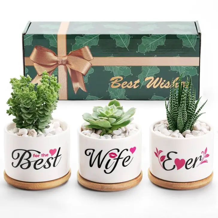 Best Ceramic Planters