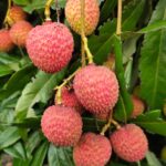Best Fruit Plants to Grow in Florida