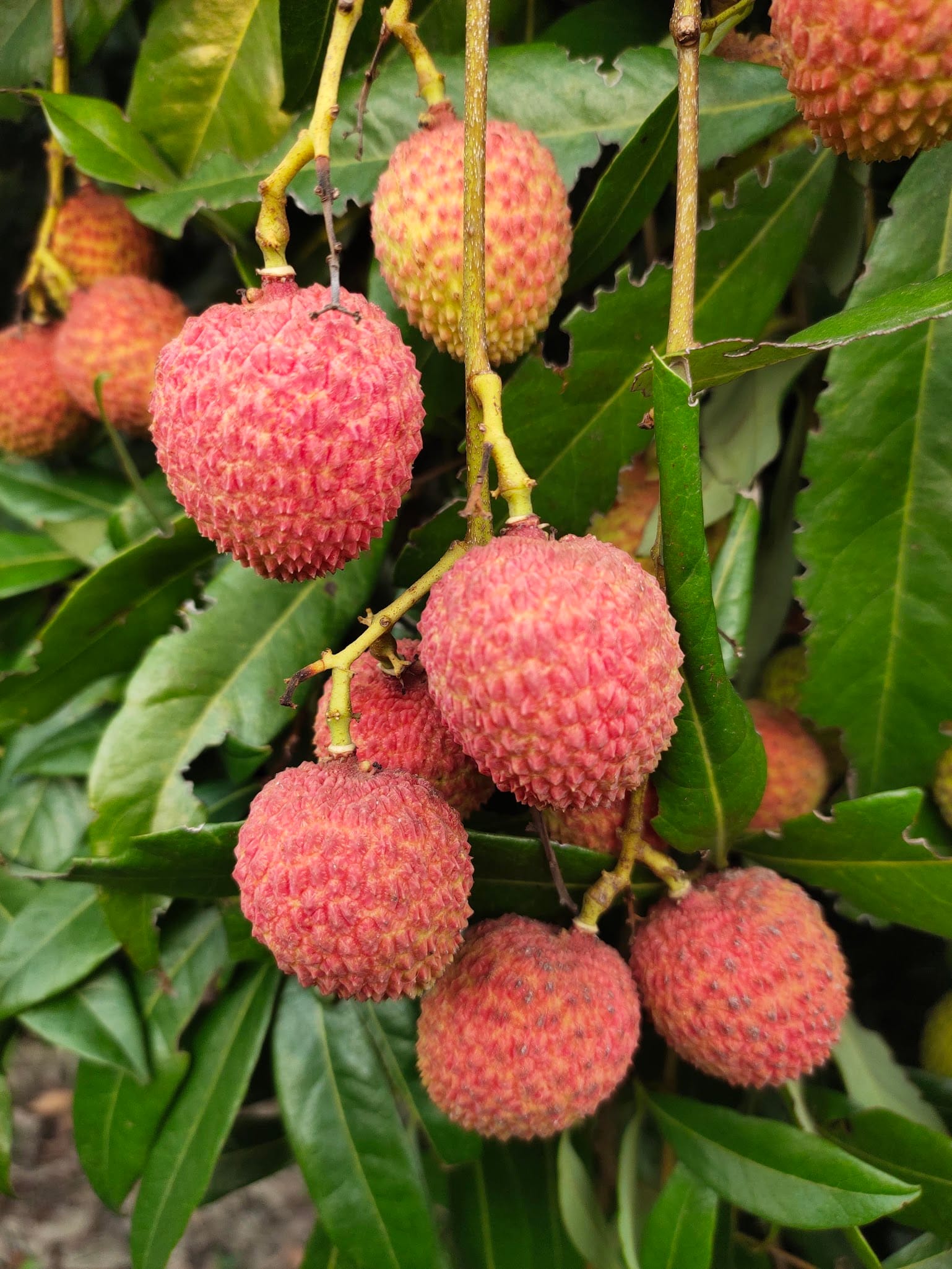 Best Fruit Plants to Grow in Florida