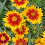 Best Garden Plants for South Florida
