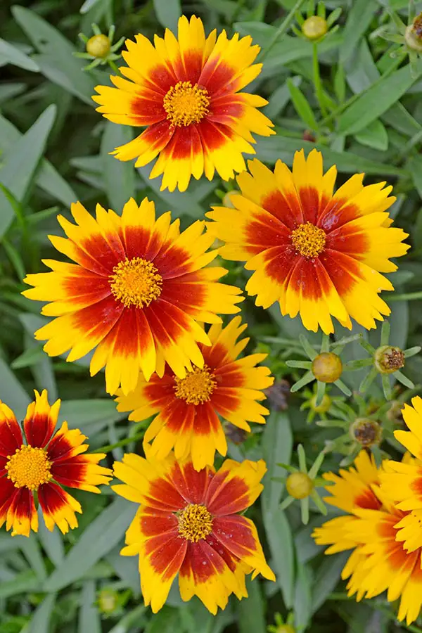 Best Garden Plants for South Florida