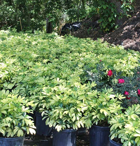 Best Ground Cover Plants for Central Florida
