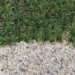 Best Ground Cover Plants for Florida