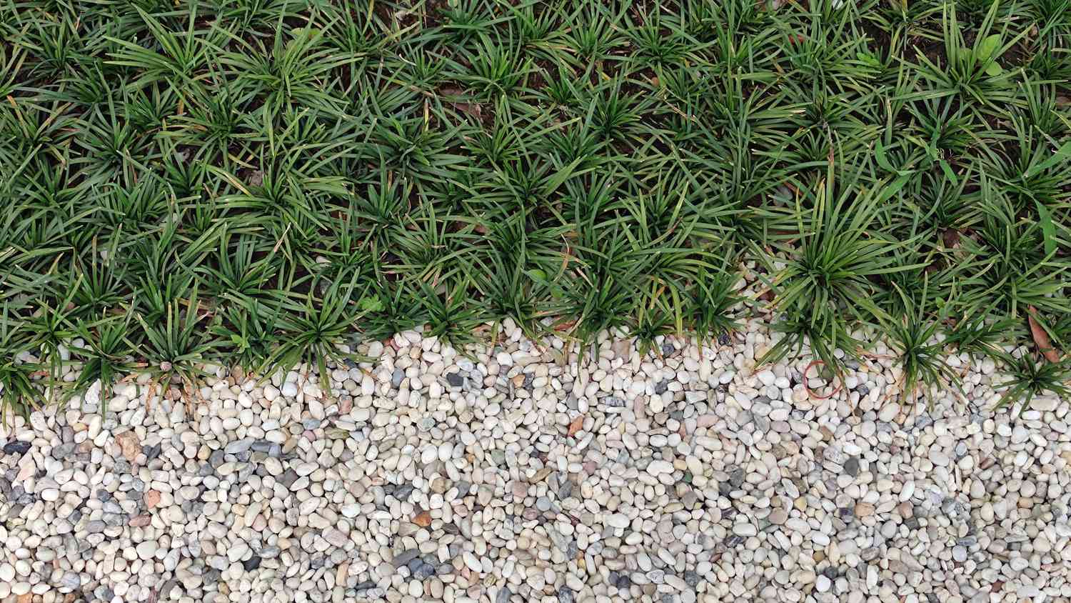 Best Ground Cover Plants for Florida