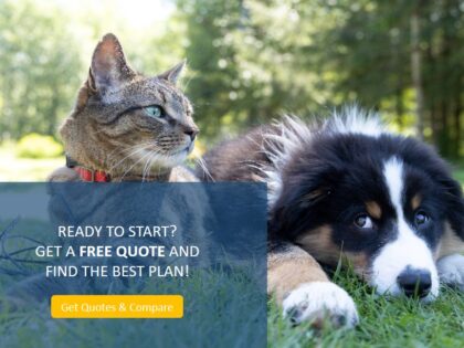 Best Pet Insurance in Florida