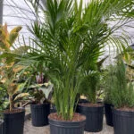 Best Plants for Fence Line Florida