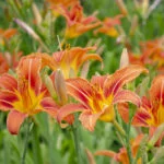Best Plants for Florida Pool Area