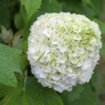 Best Plants for Full Shade in Florida