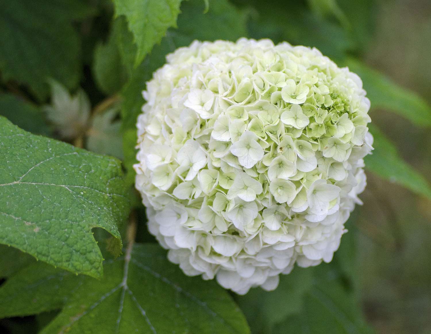 Best Plants for Full Shade in Florida