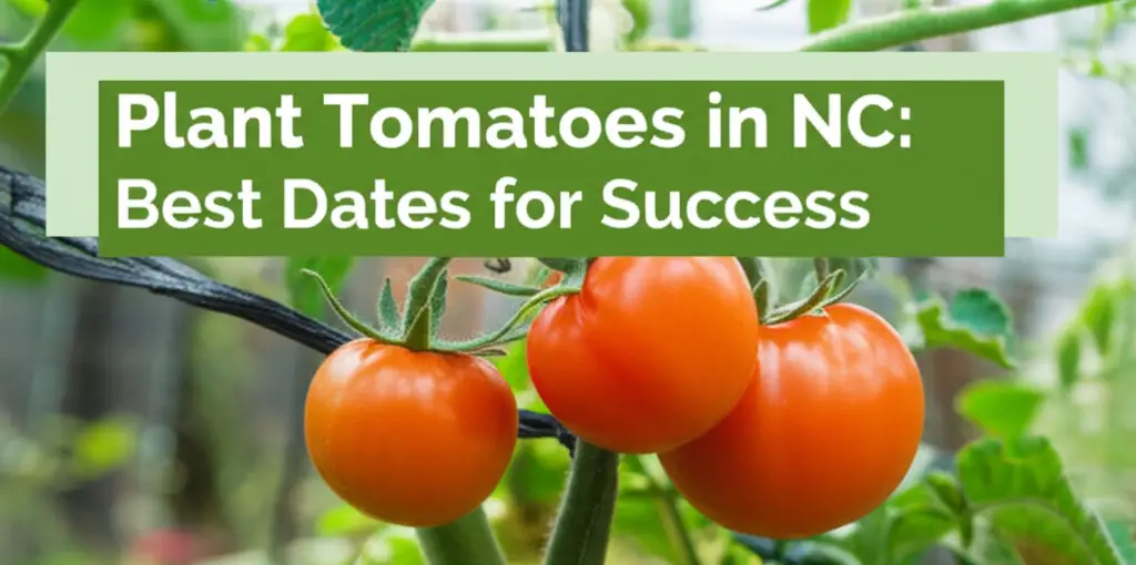 Generate a high-quality images sized exactly 1200 x 628 pixels, prompt. about: Topic: “Plant Tomato