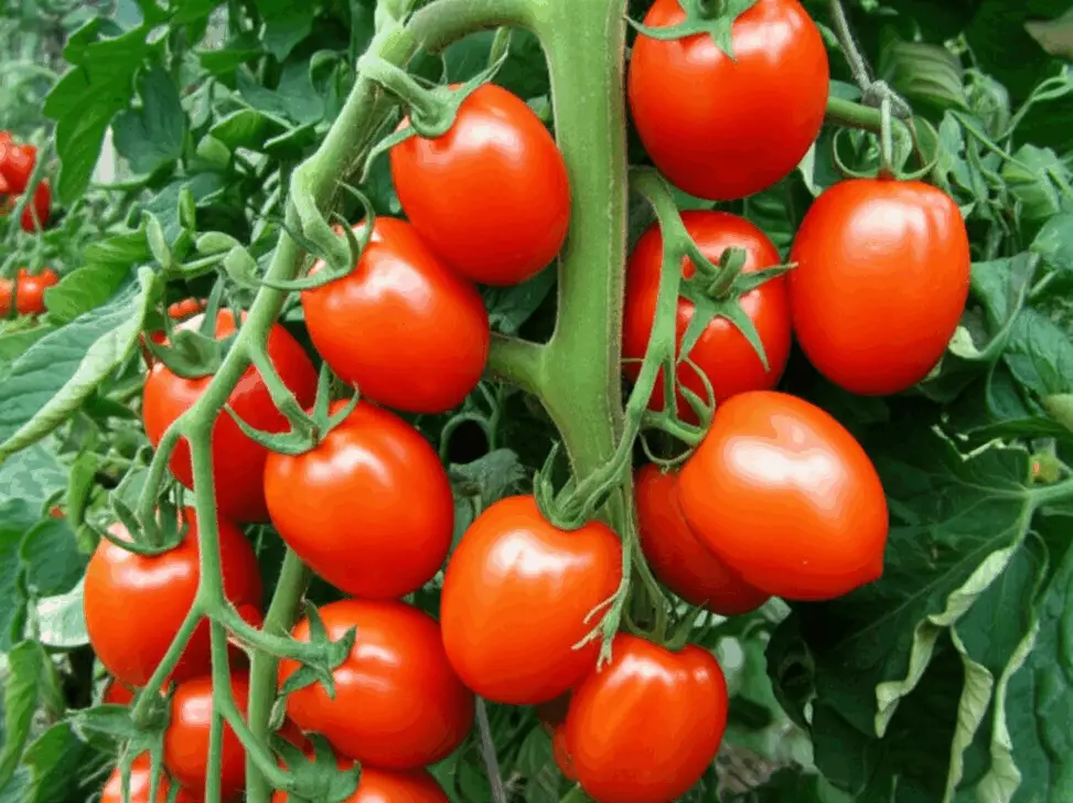 Generate a high-quality, relevant image prompt for an article about: Roma Tomato Yield: How Many Tom