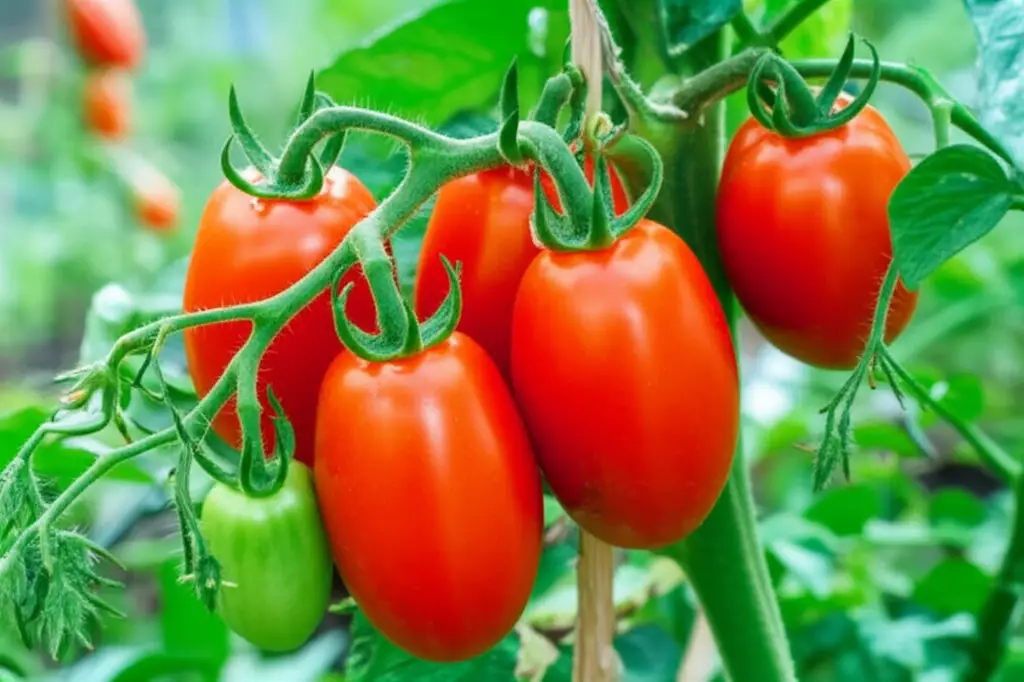Generate a high-quality, relevant image prompt for an article about: Roma Tomato Yield: How Many Tom